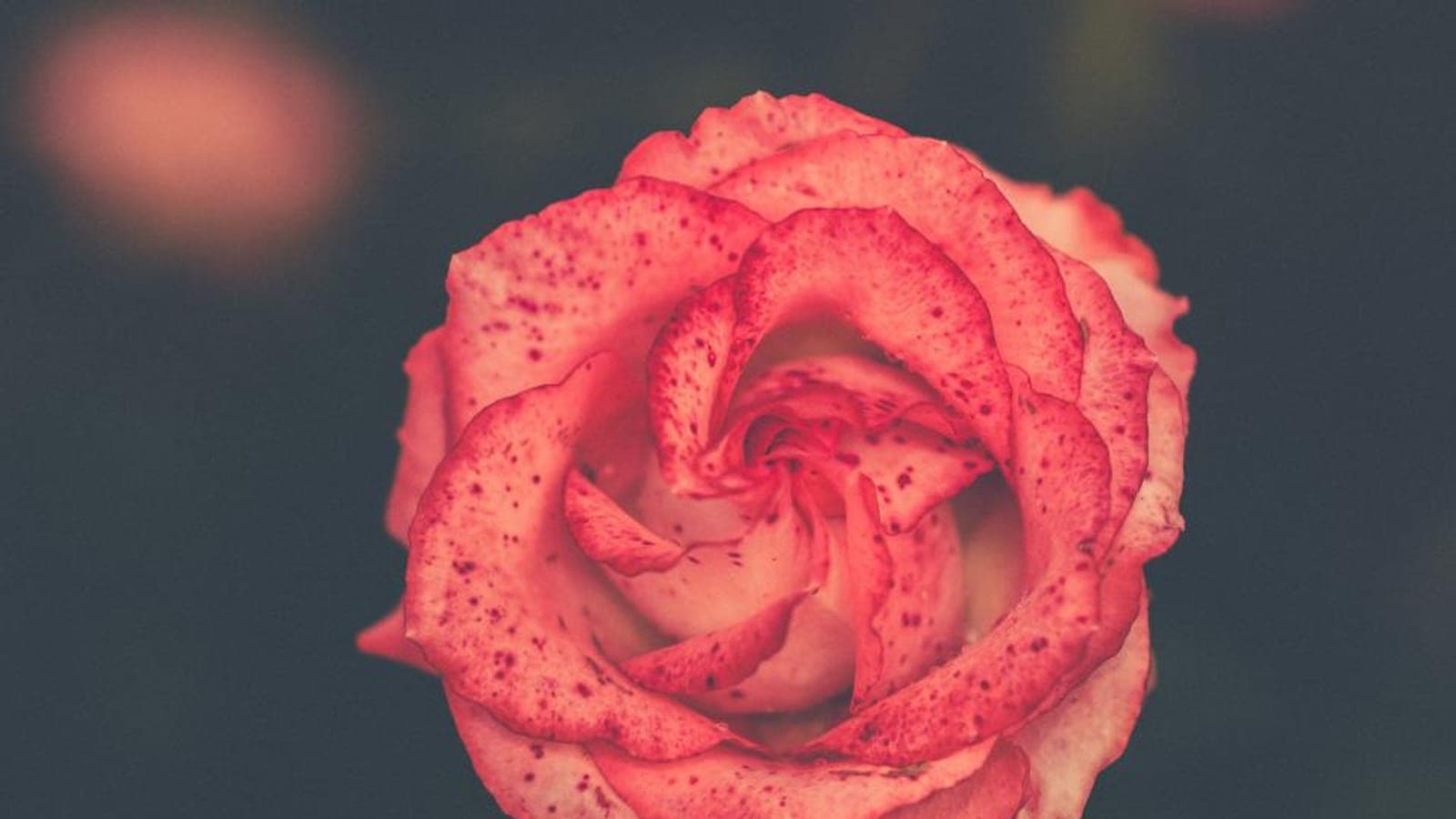 A single rose in soft light