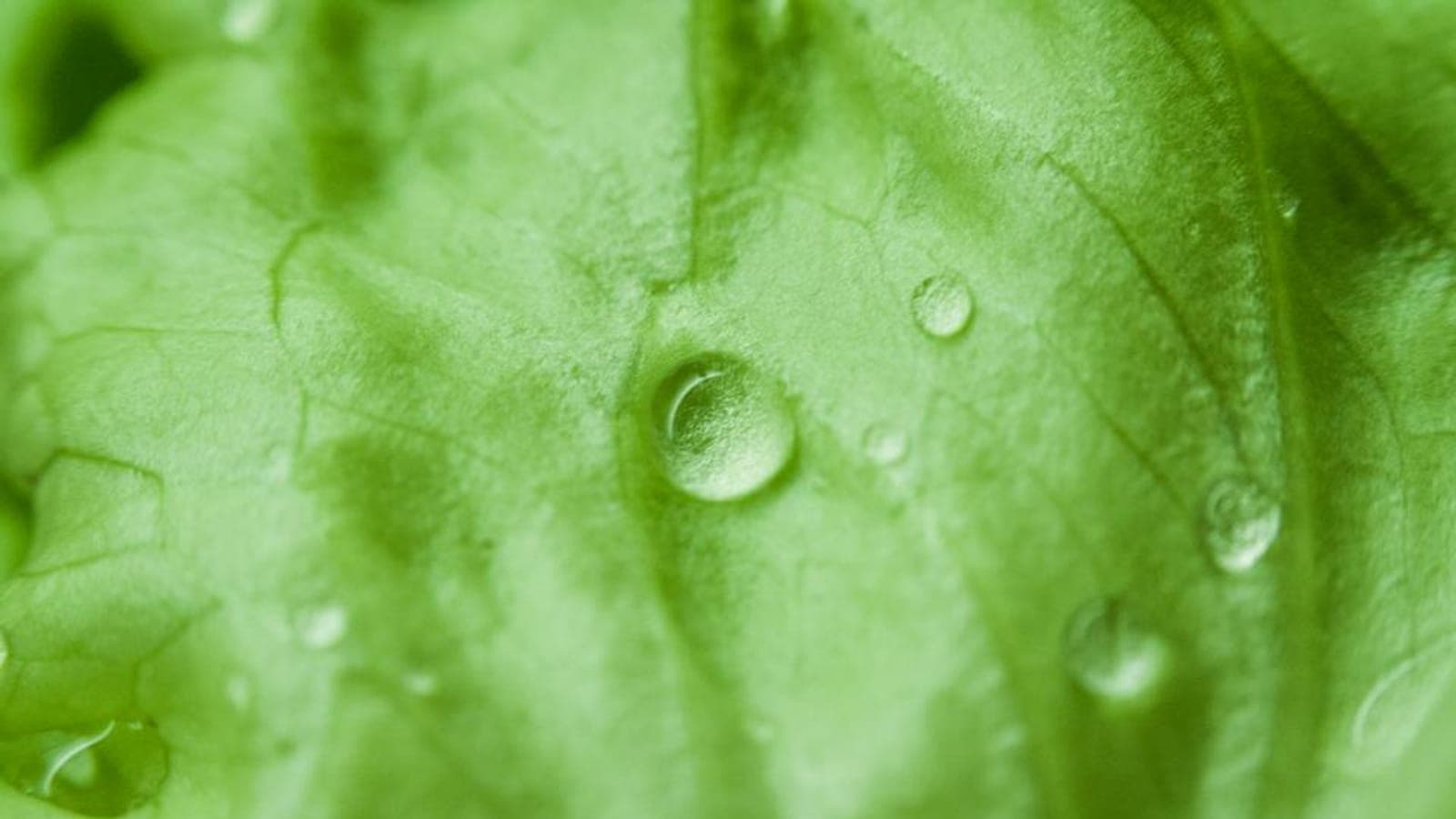 A dewdrop resting on a fresh green leaf