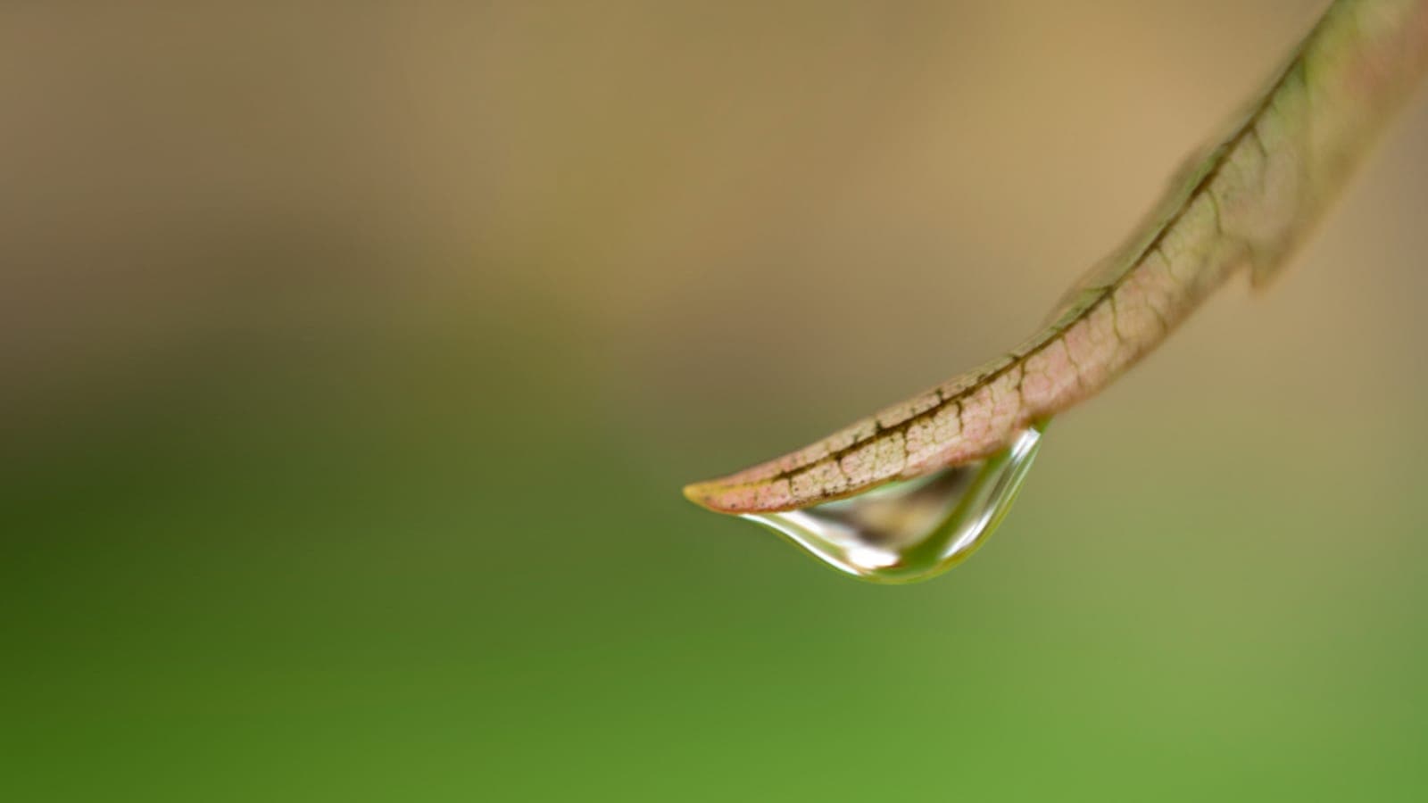 A dewdrop about to fall from a leaf