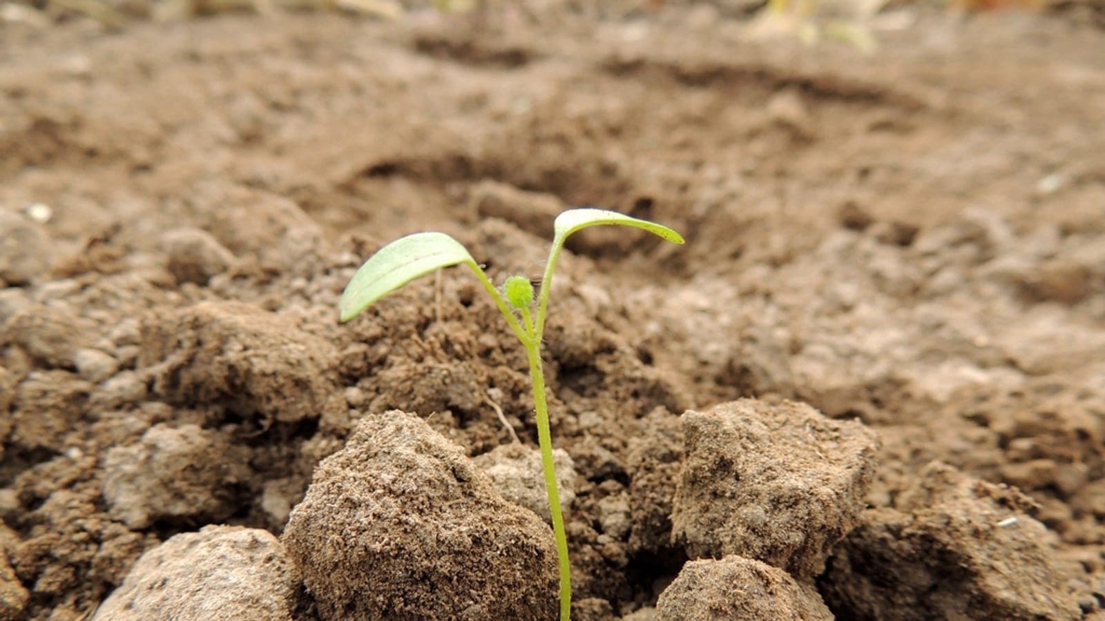 A young seedling sprouting from the soil