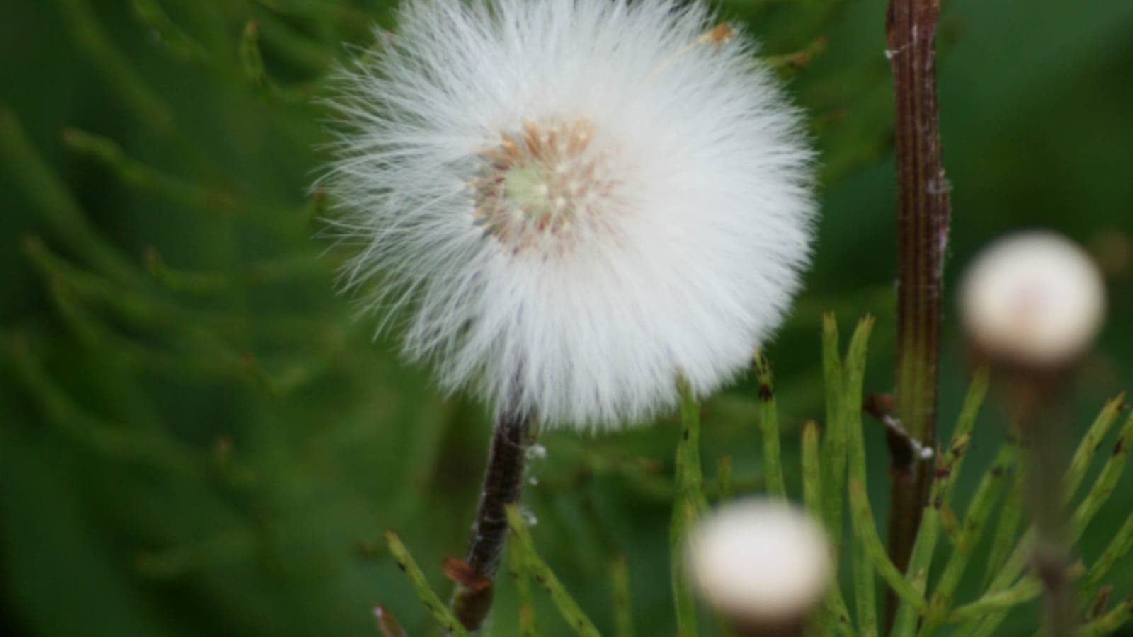 A delicate white flower gone to seed
