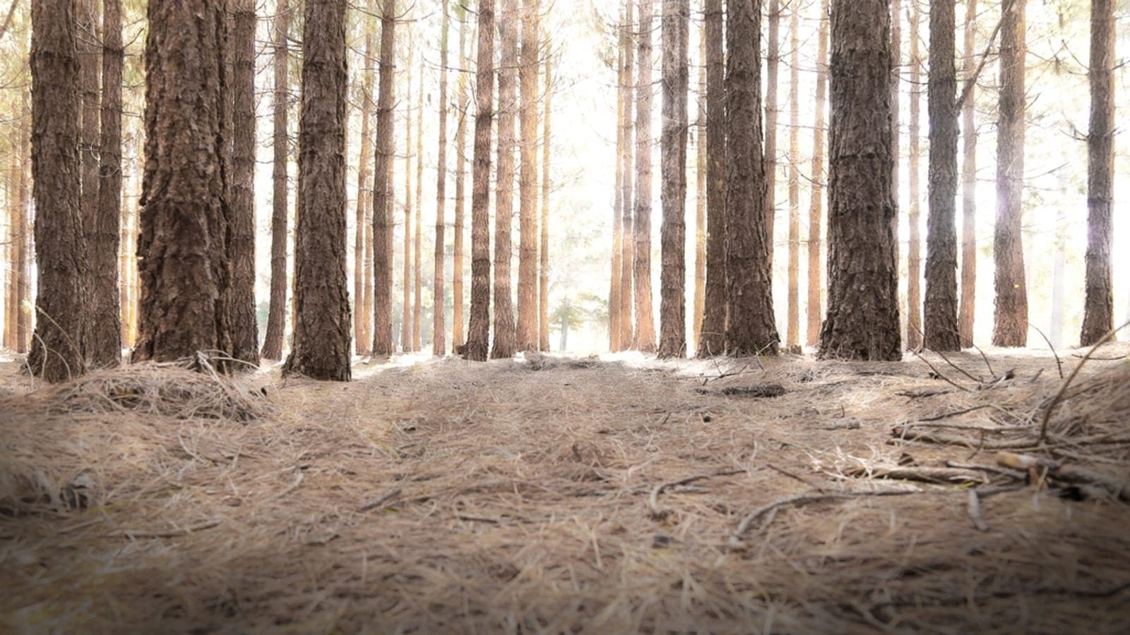 La lumière filtrant à travers une forêt d'arbres élancés