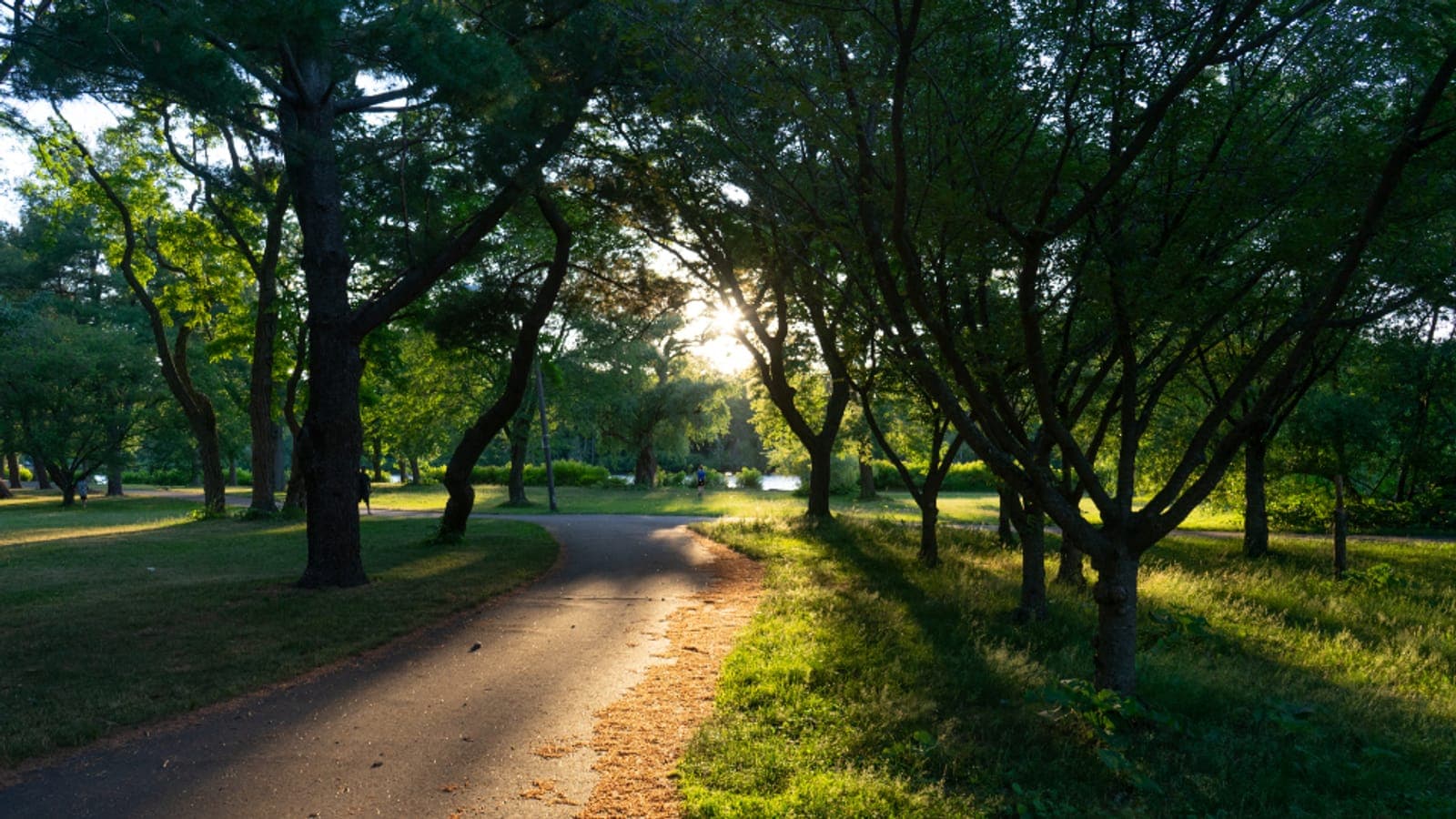 Des rayons de soleil traversant les arbres le long d'un chemin